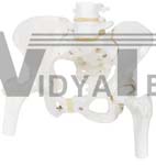 Pelvic Skeleton model, female, with movable femur heads